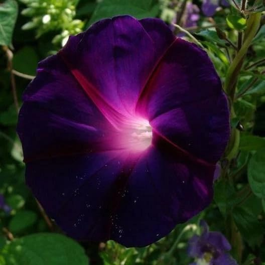 50+ Dark Red Morning Glory Seeds Climbing Vine Flowers Garden Planting