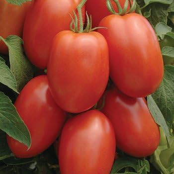 Tomato Roma Great Heirloom Garden Vegetable Seeds by Seed Kingdom (1/4 Lb Seeds)