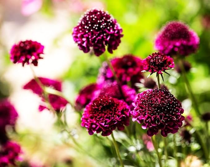 Double Purple Scabiosa Seeds - 100 Pcs Perennial Pincushion Flower Seeds