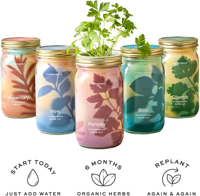 Modern Sprout Mason Garden Jar - Self-Watering Hydroponics Growing System Kit w/Organic Herb Seeds - Sprouting Jar Planter for Indoor Herb Garden - Seed Starter Kit - Decor & Gifting - Basil+Cilantro