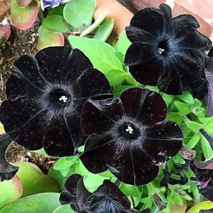 300+ Draw Black Velvet Petunia Flower Seeds for Planting - Heirloom Rare Petunia Flower Seeds for Home Garden