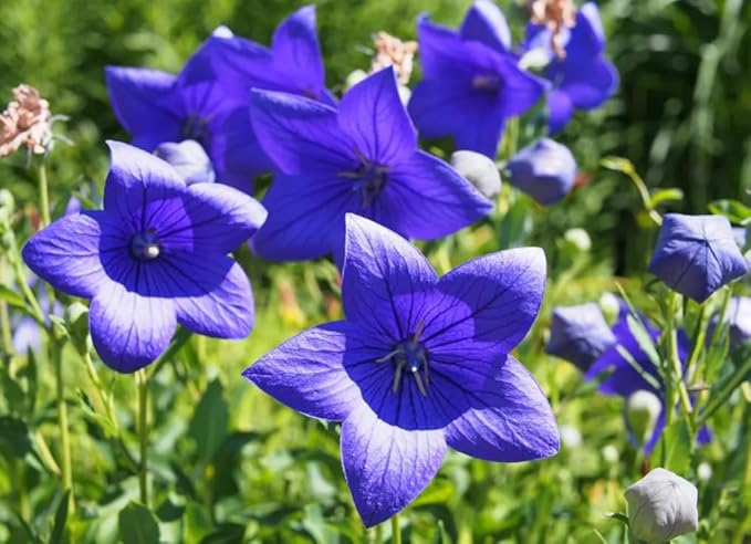 50PCS Balloon Flower Platycodon Grandiflorus Seeds Non-GMO Flower Seeds