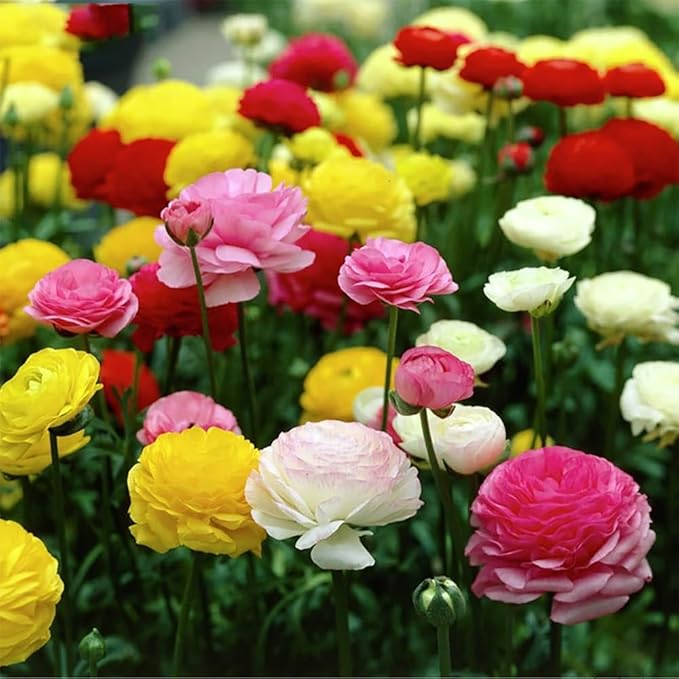 10 pcs Peony Ranunculus Bulbs Mixed Corms Flower Bulb Garden Blooms Planting (Red)
