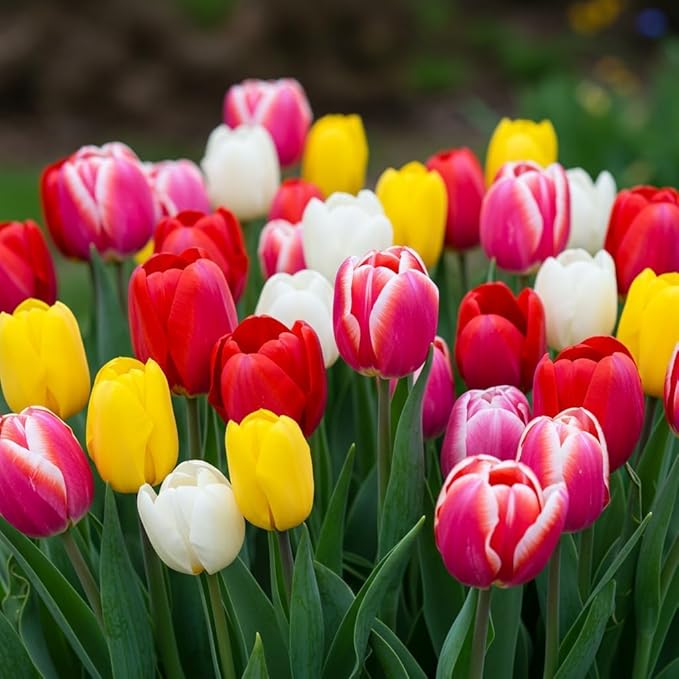 Pre-Chilled Tulip Bulbs – Set of 4 Bulbs | Ready to Force Indoors or Plant Outdoors (Rainbow Mix)