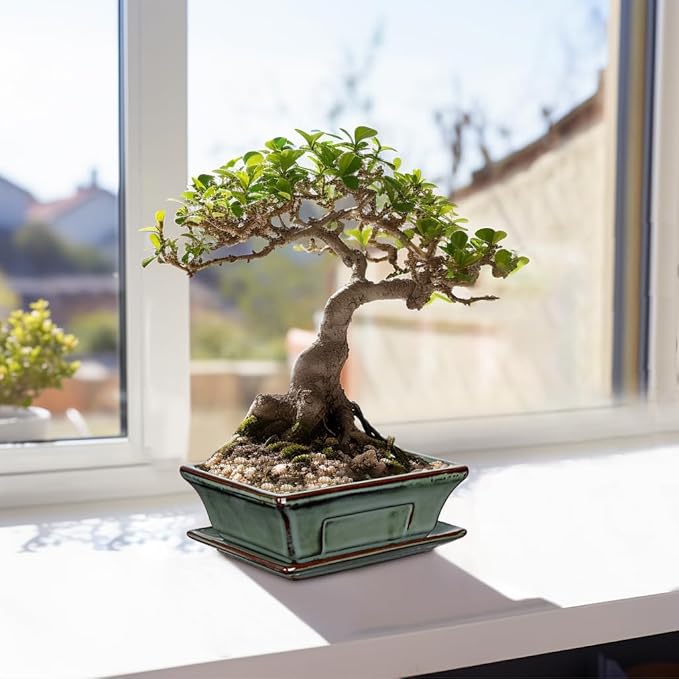 Ceramic Bonsai Pots with Drainage Tray Set of 2, 6 Inch Green Glazed Bonsai Planters for Indoor/Outdoor Use, Shallow Rectangular Bonzai Tree Pots for Succulent, Orchids, Cacti, Home, Patio, Garden