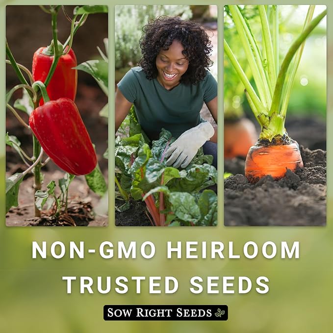 Sow Right Seeds - Large Red Cherry Tomato Seeds for Planting - Non-GMO Heirloom Packet with Instructions to Plant a Home Vegetable Garden - Tasty Snacking Variety, Start Indoors - Indeterminate (4)