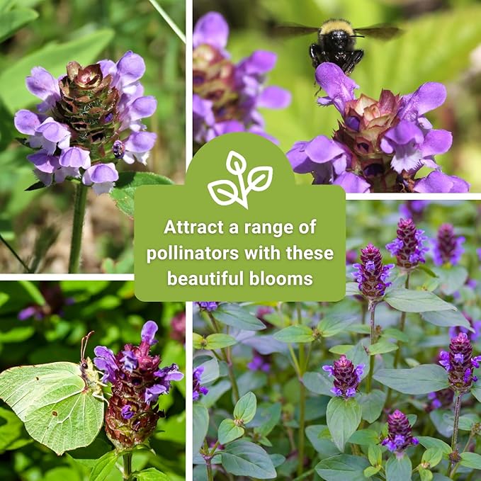 Sow Right Seeds - Heal-All Seeds for Planting - Self Heal Prunella Vulgaris - Non-GMO Heirloom Medicinal Herb - Grow Your Own Wildflower Garden - Attracts Pollinators - Easy to Grow in Gardens (2)