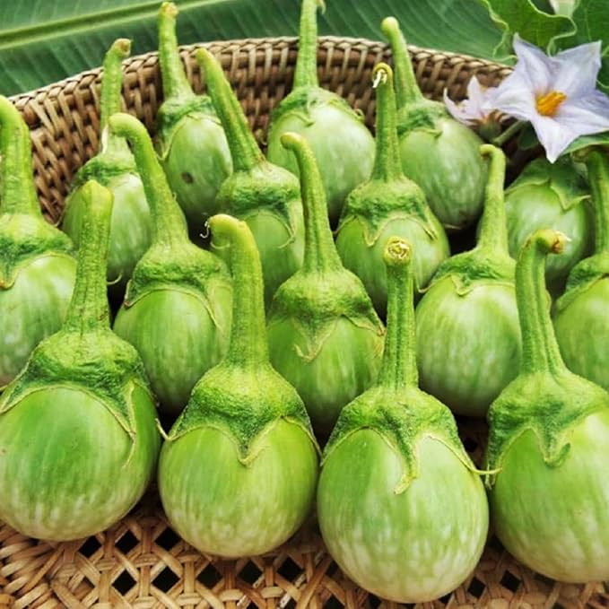 30+ Round Green Eggplant Seeds - Fast-Growing Tasty Tropical Exotic Asian Vegetable for Garden Home Outdoor