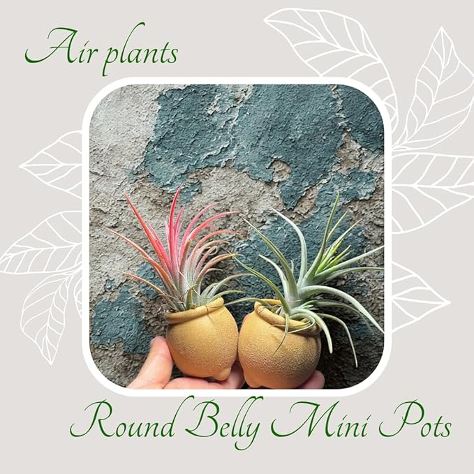 12-Pack 1.6" Wide Round Belly Succulent Pots with Large Drainage Hole - Rustic Morandi Stone Textured Ceramic Planters, Side-Tilted Stable Mini Pots for Air Plants, Fairy Gardens (Dusty Pink)