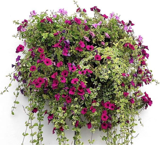 2PCS Half Round Replacement Coco Liner for Hanging Basket Wall Flower Basket, 12 inch, Half Circle Wall Planter Coconut Fiber Plant Basket Liner for Garden Planter Flower Pot (12 inch)