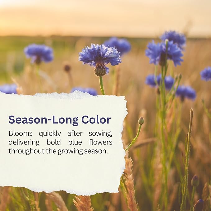 Bachelor Button Seeds – Blue Cornflower – 5,500+ Seeds – 1 oz Bulk Extra Large Resealable Packet – Open-Pollinated Centaurea cyanus Wildflower Seeds
