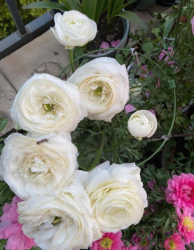 10pcs Peony Ranunculus Bulbs Mixed Corms Flower Bulb Garden Blooms Planting (White)
