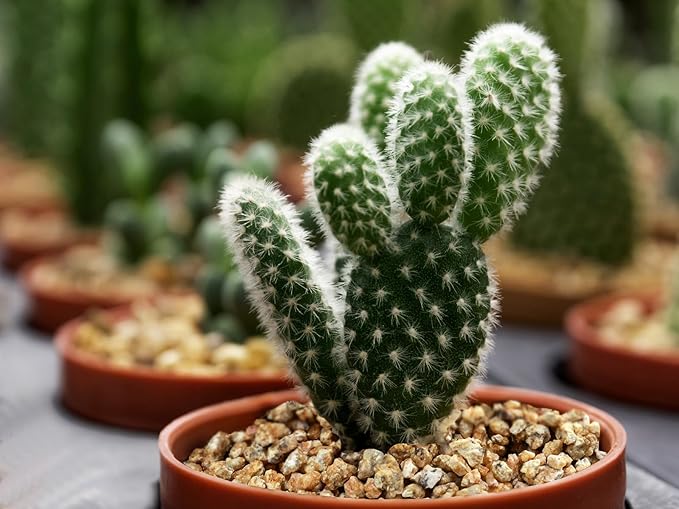 Boniosz 2lb Succulent and Cactus Maifanitum Stones, Décor & Additive Rocks,DIY Rocks Gravel for Bonsai, Fairy Gardening, Vases Fillers, Terrarium