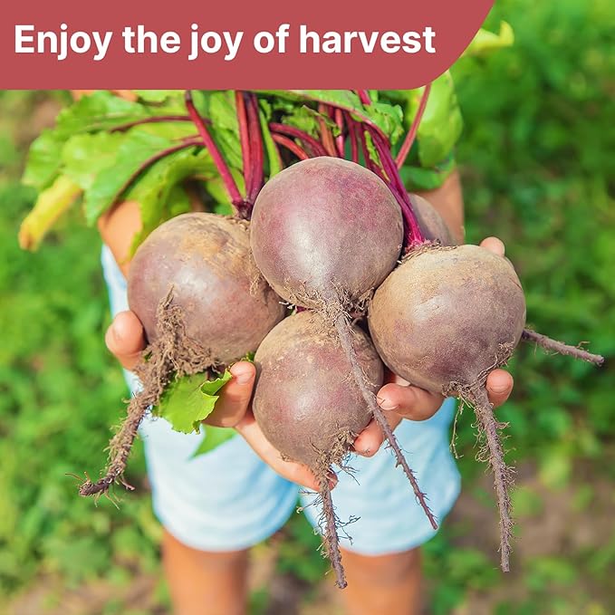 Groundio Detroit Dark Red Beets Seeds | 1500+ Non-GMO Vegetable Seeds for Planting Indoor, Outdoor or Hydroponic | Red Beet for Home Garden Seeds, Beta vulgaris