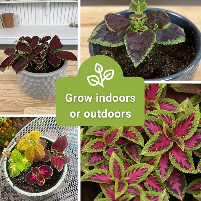 Sow Right Seeds - Rainbow Mix Coleus Seeds for Planting - Non-GMO Heirloom Variety - Vibrant Tropical Plant Blooms - Ideal for Gardeners, Easy to Grow - Indoor/Outdoor Use - Colorful Foliage (4)