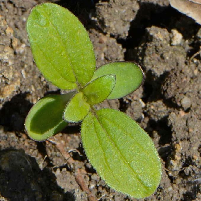 Seed Needs Dwarf Sunflower Seeds for Planting Incredible Sunflowers - Heirloom & Open Pollinated Flowers to Plant an Outdoor Wildflower Garden to Attract Beneficial Pollinators (1 Pack)