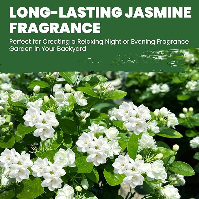 Jasmine Seeds for Planting Mixed Colors (White & Purple), Midnight Perfume Jasmine Seeds, 200+ Fragrant Flower Seeds, Easy to Grow Garden Flowers for Indoor Outdoor