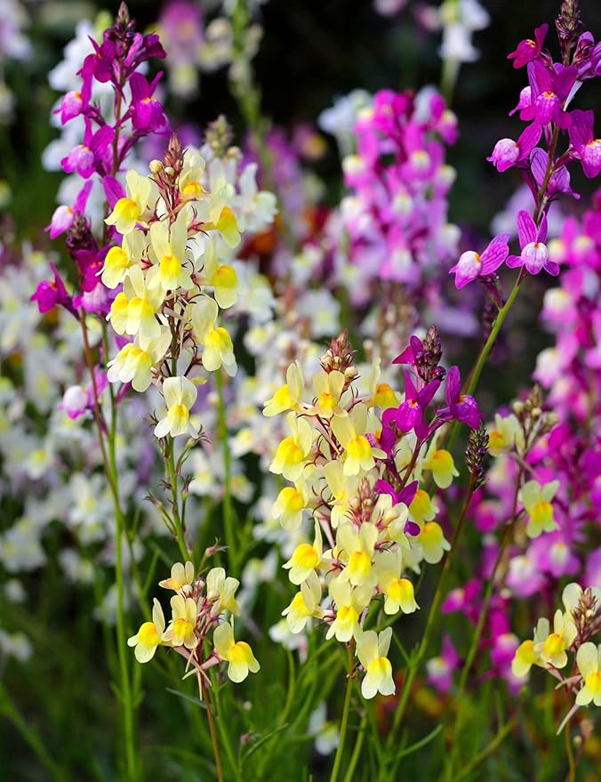 Seed Need, Fairy Bouquet Snapdragon Seeds for Planting Linaria maroccana - Heirloom & Open Pollinated Annual Flowers to Attract Pollinators to a Butterfly Garden (XL Pack)
