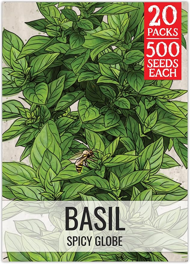 Seed Needs Spicy Globe Basil Seeds for Planting - Non-GMO Heirloom & Untreated Culinary Herb Seed to Plant an Indoor or Outdoor Home Grown Kitchen Garden (20 Packs)