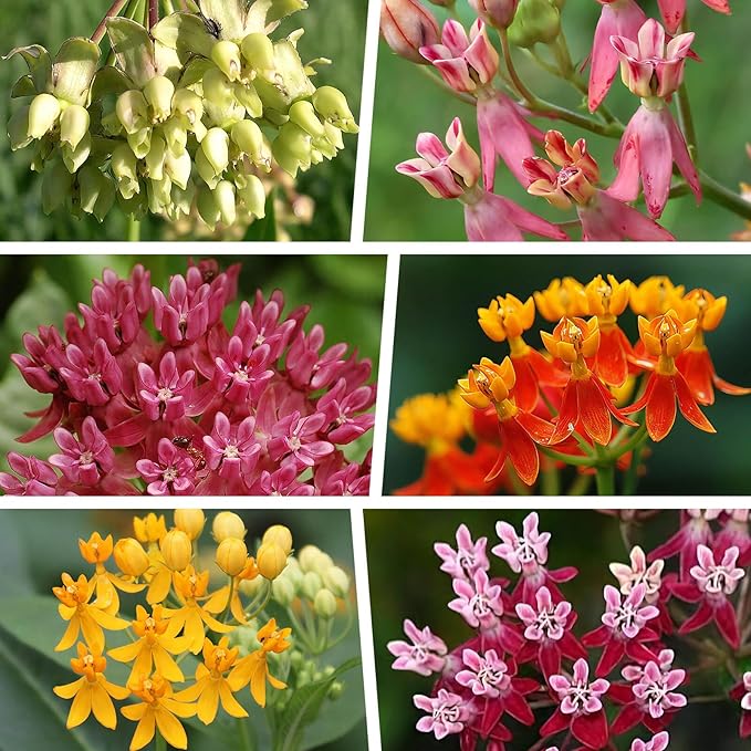 600+ Mix Milkweed Seeds for Monarch Butterflies - 6 Individual Varieties Perennial Wildflower (120 Seeds per Pack) Colorful Pollinator Garden, Easy to Grow for Backyard & More (Mix Milkweed Seeds)