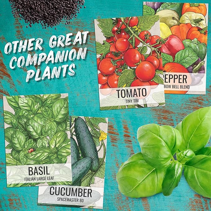 Seed Needs Cucamelon Seeds for Planting Mexican Sour Gherkin Miniature Mouse Melons - Non-GMO Heirloom & Untreated - Grow a Home Grown Indoor Outdoor Vegetable Garden (10 Packs)