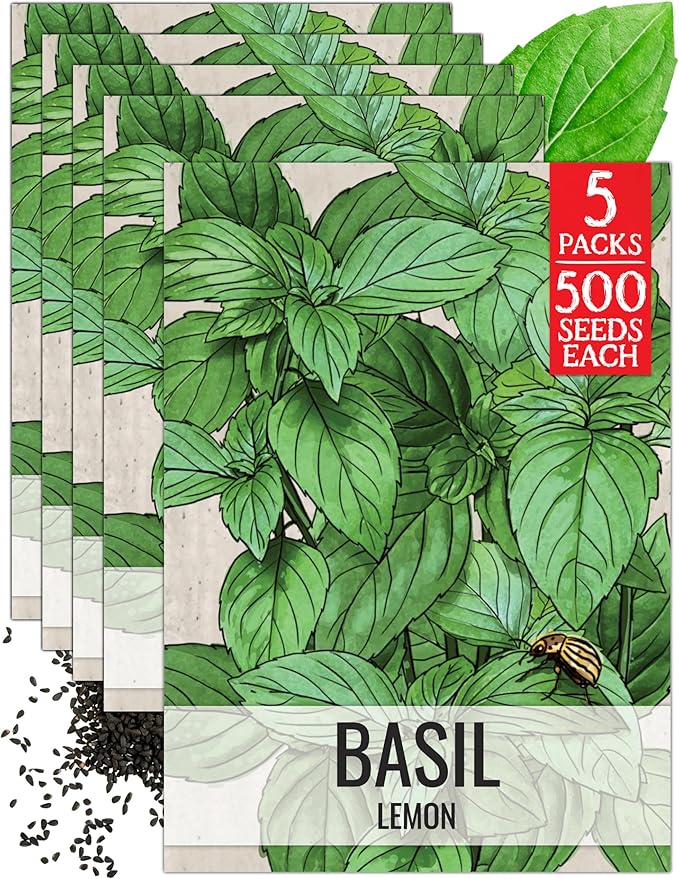 Seed Needs Lemon Basil Seeds for Planting - Non-GMO Heirloom & Untreated Culinary Herb Seed to Plant an Indoor or Outdoor Home Grown Kitchen Garden (5 Packs)