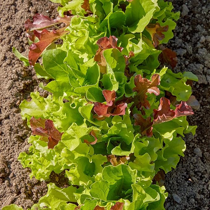 Burpee 'Gourmet Blend' Lettuce Seeds - 680mg Non-GMO Seed Packet for Home Gardening - Fast Growing Mixed Lettuce, Colorful Loose Leaf Variety, Heat Tolerant (Gourmet Blend Lettuce Seeds)
