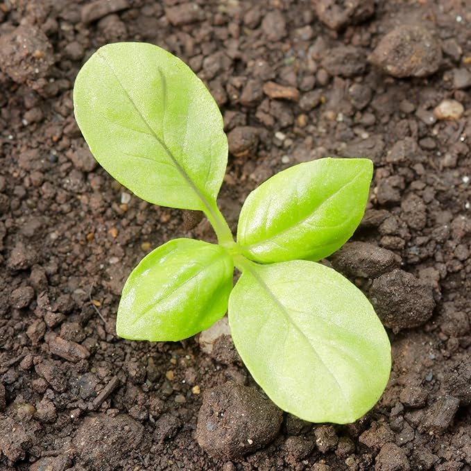 Seed Needs Genovese Basil/Thai Basil Seeds for Planting Fresh Kitchen Herbs - Non-GMO Heirloom & Untreated Annual Herb Seed to Plant a Culinary Garden Indoors or Outdoors (2 Pack Duo)