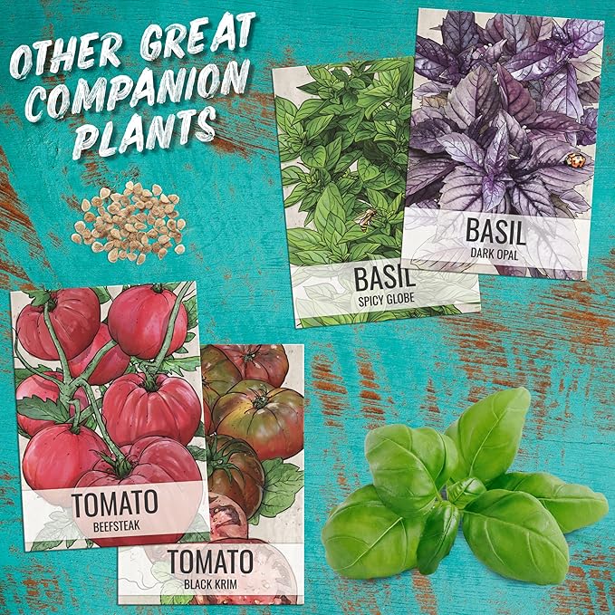 Seed Needs Basil Seeds for Planting Italian Large Leaf Herbs - Non-GMO Heirloom & Untreated - Grow an Indoor or Outdoor Home Grown Herb Garden (5 Packs)