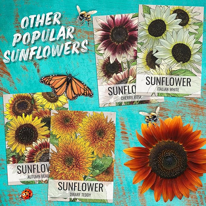 Seed Needs Chocolate Sunflower Seeds for Planting Dark Maroon Sunflowers - Heirloom & Open Pollinated Flower Seed to Plant & Grow an Outdoor Wildflower Butterfly Garden (1 Pack)