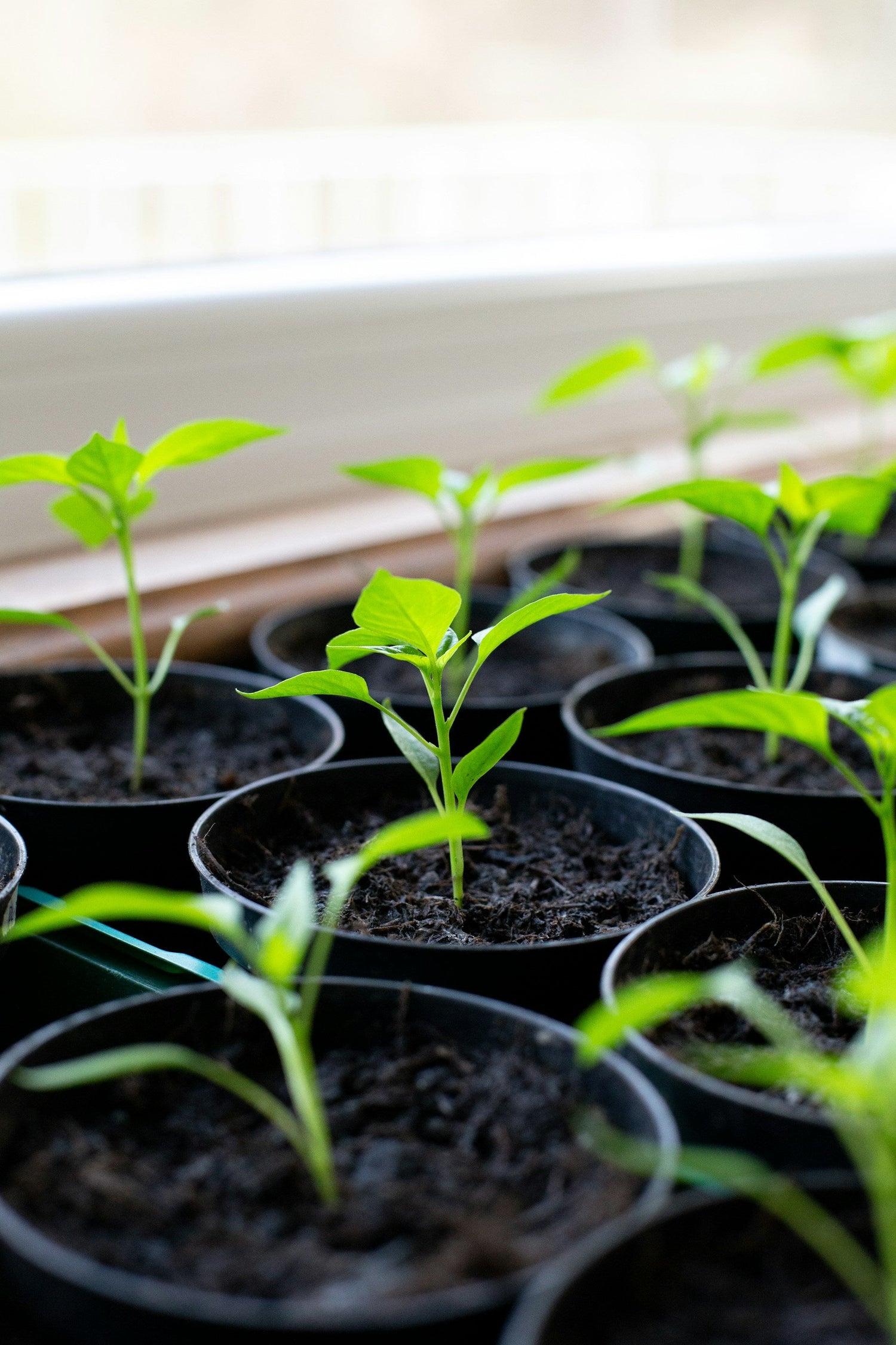 Potting Soil