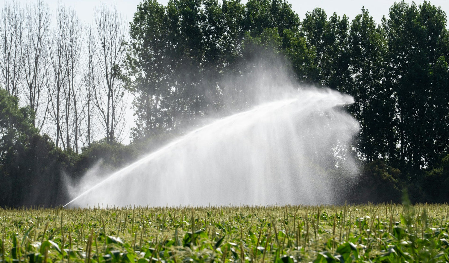Sprinklers