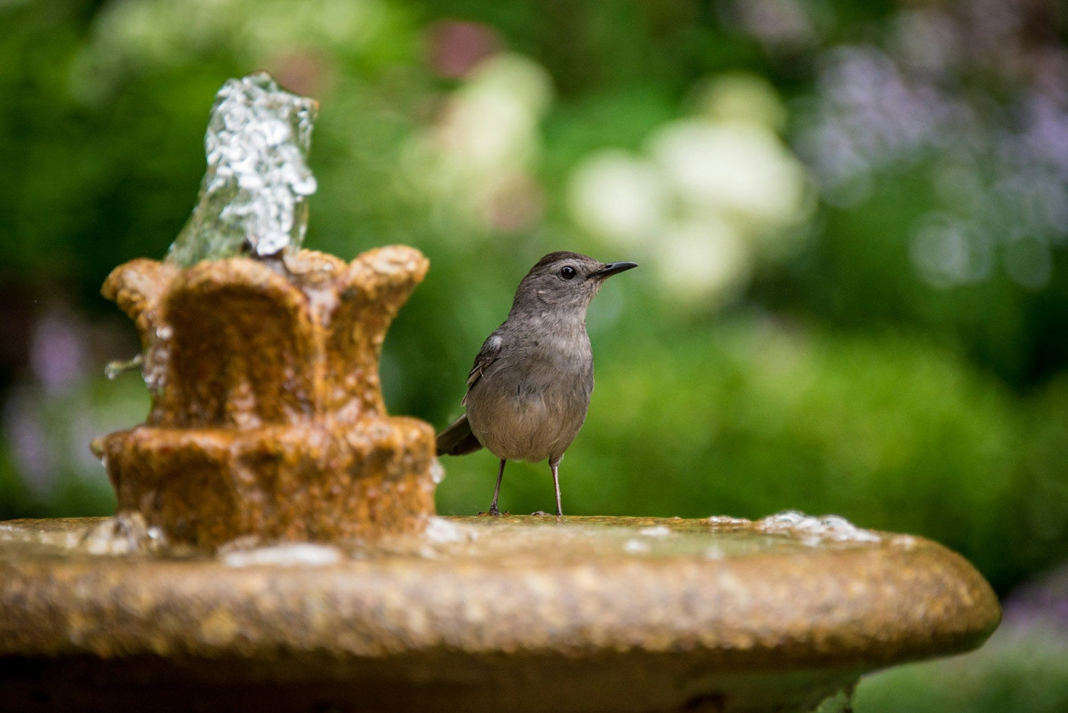 Bird Baths