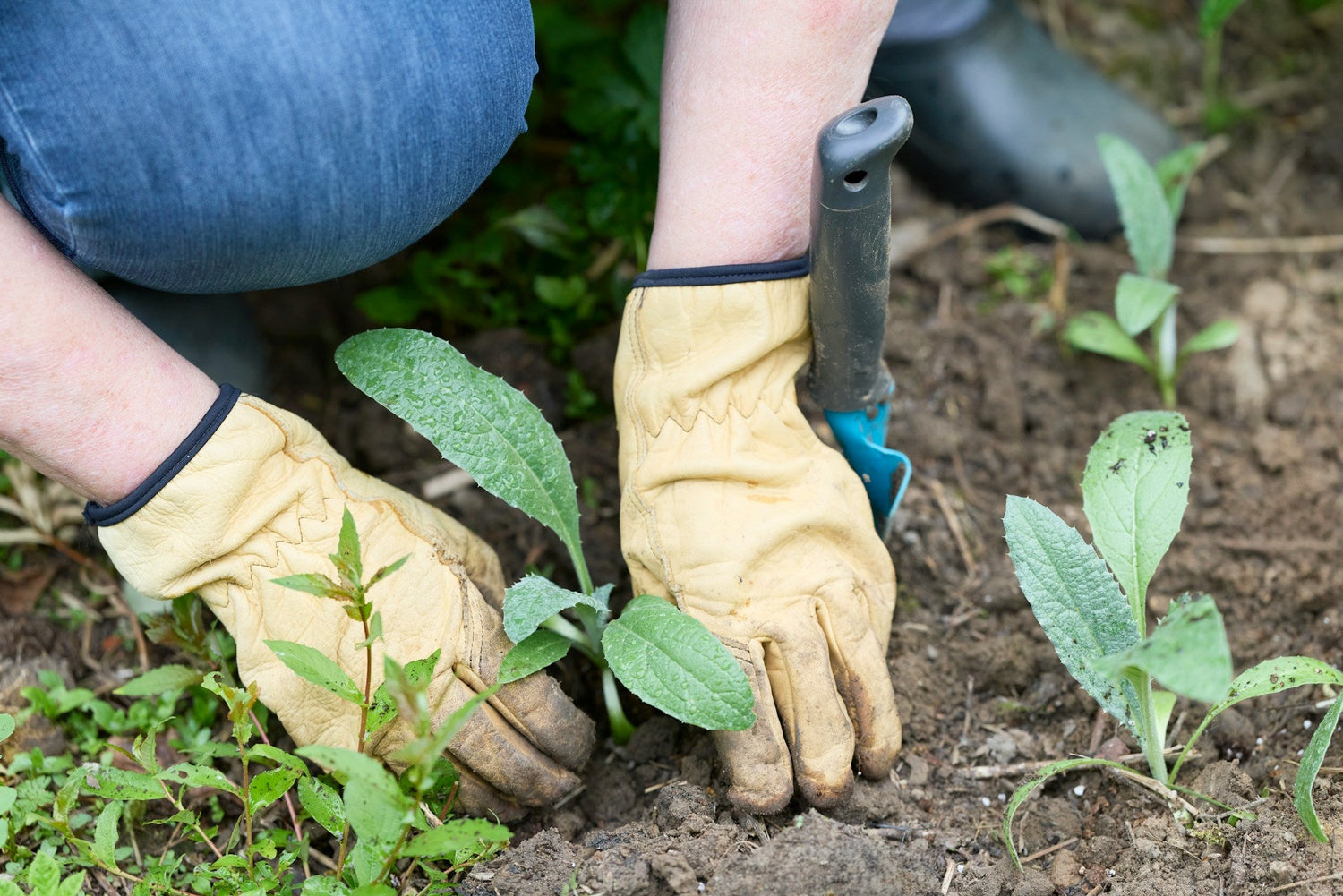Garden Gloves