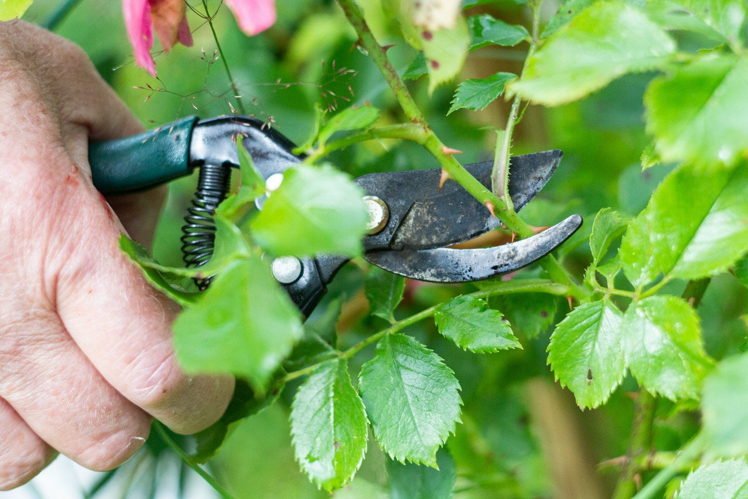Pruning Shears