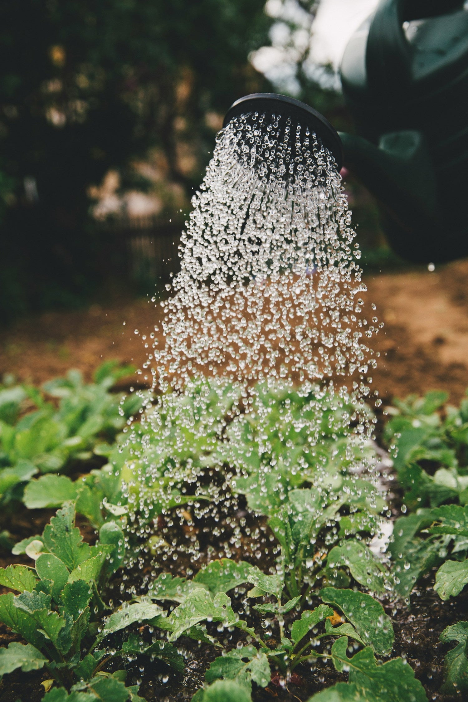Watering Cans