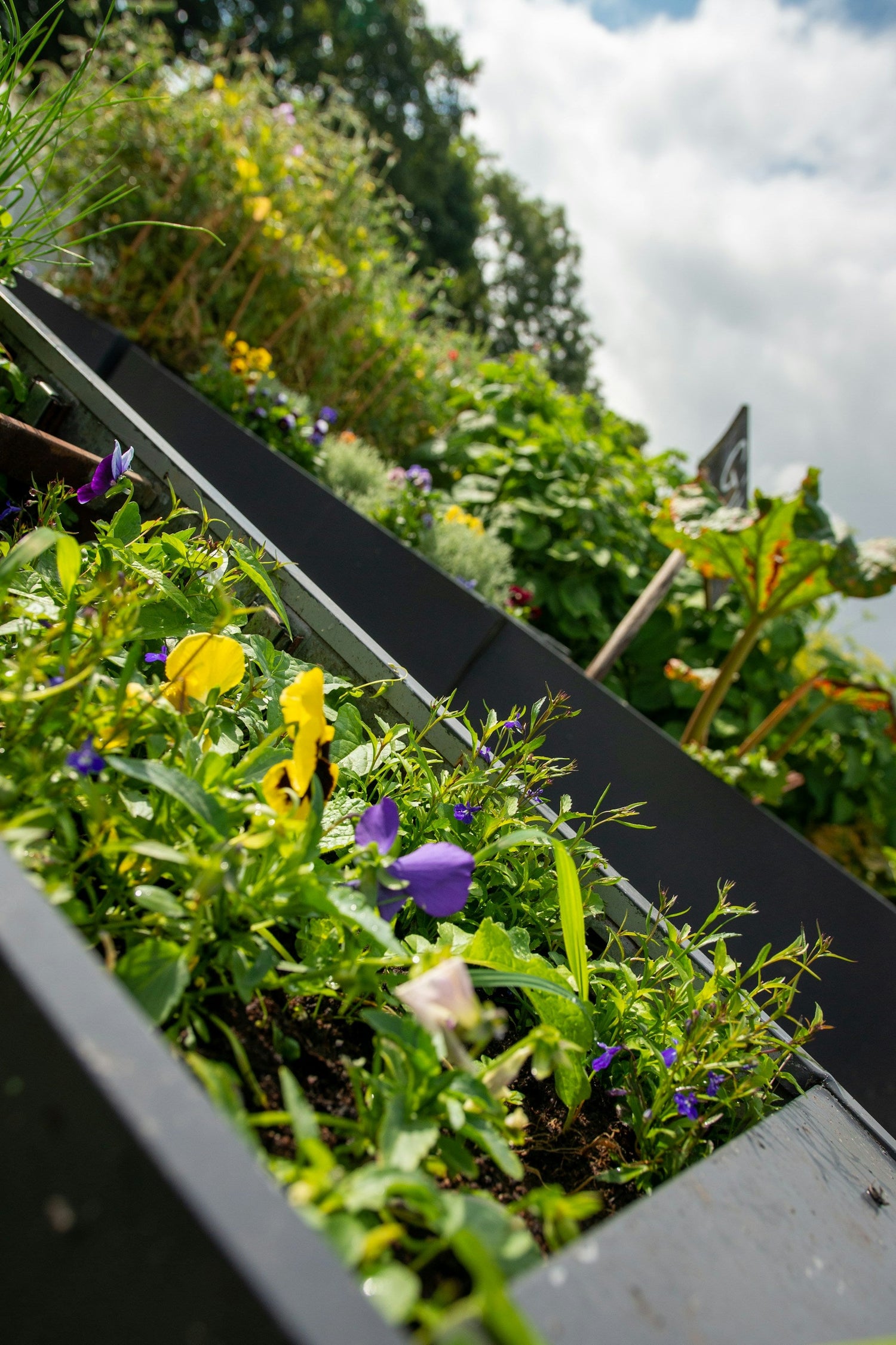 Raised Beds