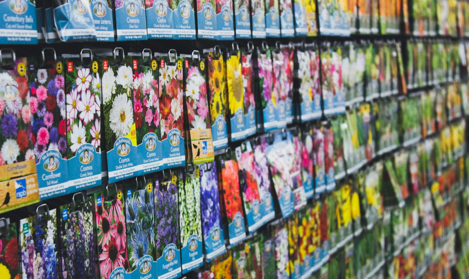 Flower Seeds