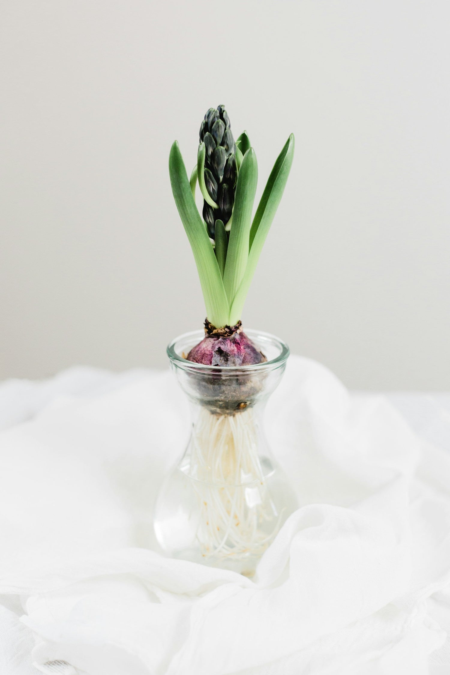 Flower  Bulbs