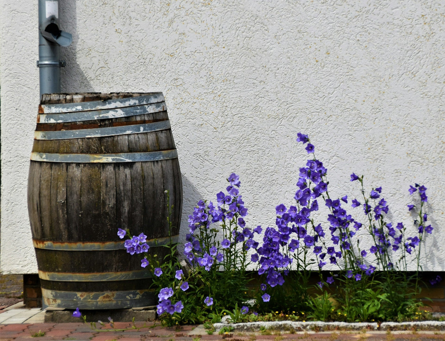 Rain Barrels