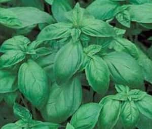 Basil Italian Large Leaf Great Garden Herb by Seed Kingdom Bulk 5 Lb Seeds