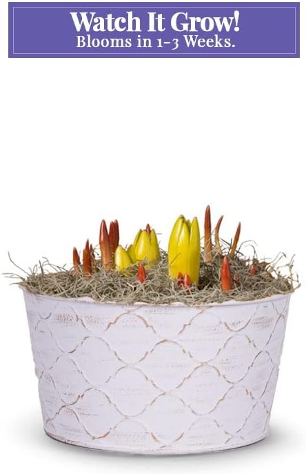 From You Flowers - Daffodil Sunshine Bulb Garden for Birthday, Anniversary, Get Well or Celebration