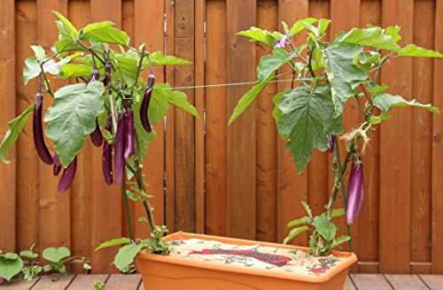 Eggplant Seeds for Planting Vegetables and Fruits-High Yield Eggplants for Home Vegetable Garden & Container Planting.屏东长茄子.Non GMO Heirloom Garden Seeds-50ct Long Ping Tung