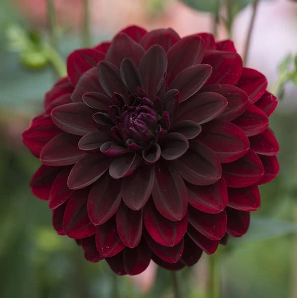 Votaniki Arabian Night Flowering Dahlia Bulbs - Dark, Almost Black, Long-Blooming and Hardy Dahlia Flowering Bulbs | Semi-Double to Double Blooms Arabian Night Dahlia Roots (6 Pack)