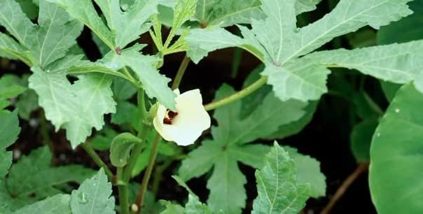 50ct+ Organic Clemson Spineless Okra Seeds for Planting Vegetables Garden Seeds-秋葵. High Yield, Easy to Grow Non GMO Seeds Heirloom Vegetable Seeds for Home Gardening & Harvest