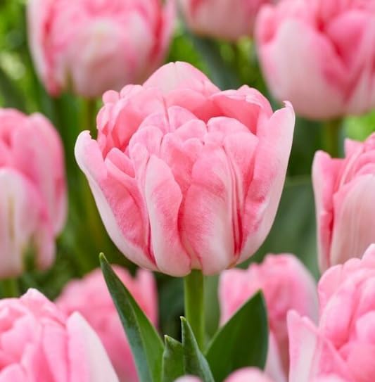 Pink Foxtrot Double Tulip Bulbs for Planting - Easy to Grow Perennial Tulips (10 Bulbs)