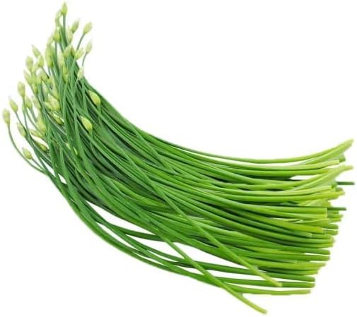 2026 Early Bird-Garlic Chive Seeds for Planting. Heirloom,Non-GMO.Vegetable Seeds for Planting, Herb Seed for Home Herb Garden or Indoor Garden,Hydroponic Pods Plant Seeds-韭菜Chinese Chive Seed,1g