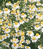 Chamomile German Great Garden Herb By Seed Kingdom (1/4 LB Seeds)