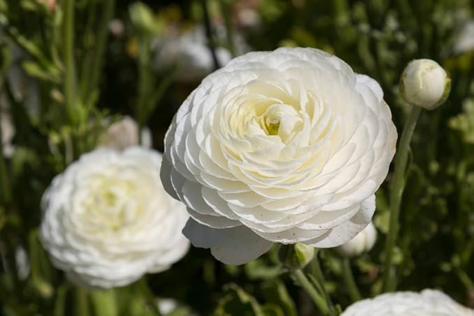 6 Mixed Color Ranunculus Bulbs for Planting, Assorted Pastel Double Buttercups, Spring or Fall Planting Bulbs for Vibrant Garden Blooms, Borders & Cut Flower Garden, Rose Bulb Wedding Flower Bulbs