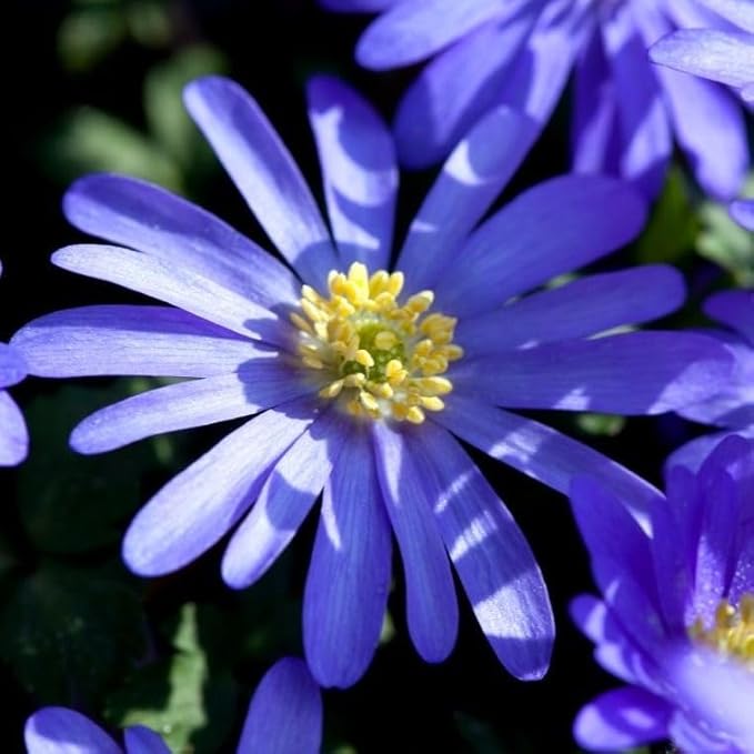 Votaniki Anemone Blanda Blue Shades Bulbs - Vibrant Blue Flowers with Fern Like Foliage, Anemone Blanda ‘Blue Shades’ (Grecian Windflower) | Spring Blooming Perennial - Easy to Grow (12 Pack)